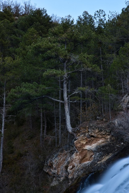 Albero sulla sponda di una cascata