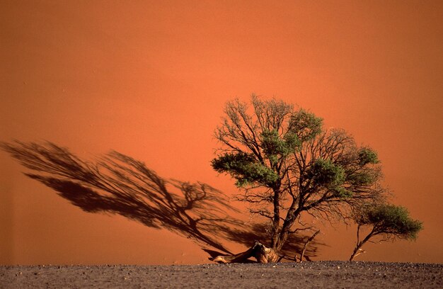 Albero sulla terra nel deserto