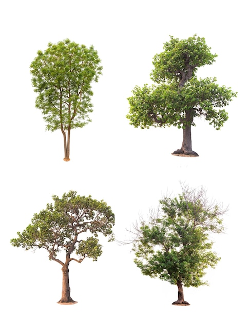 Albero sullo sfondo bianco