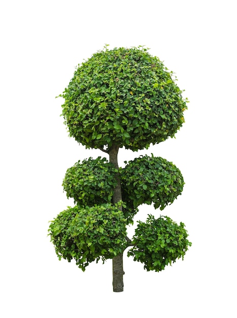 Albero sullo sfondo bianco