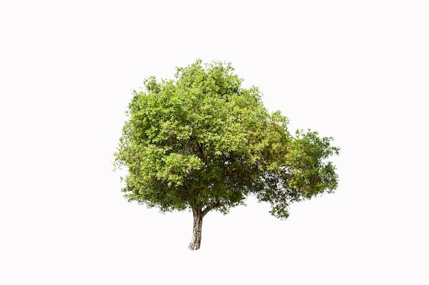 Albero sullo sfondo bianco