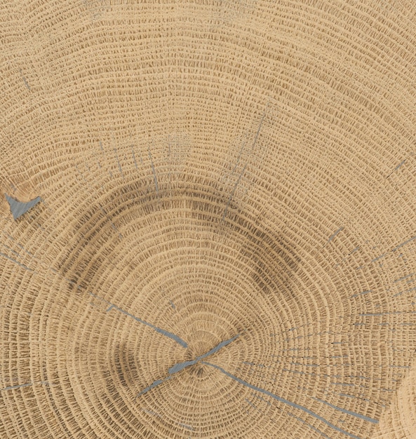 albero tagliato con anello di crescita