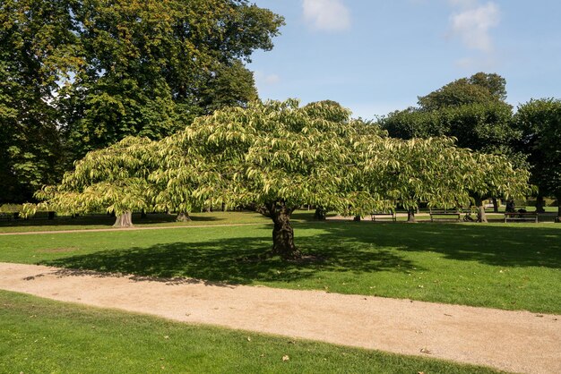 Albero tozzo nel giardino del castello Copenaghen Danimarca