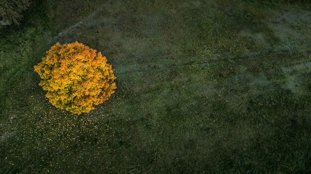 Albero tra il campo in autunno