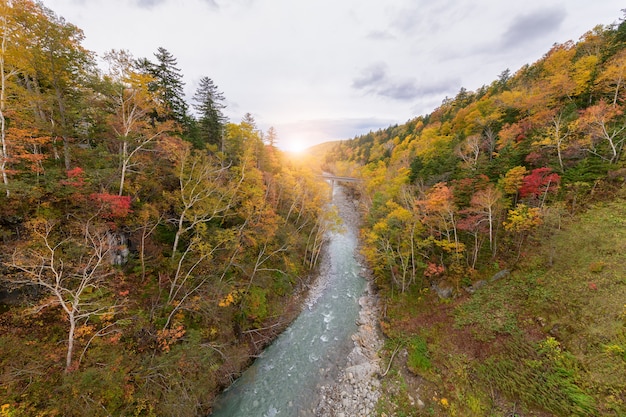 Albero variopinto in autunno vicino alla cascata di Shirahige