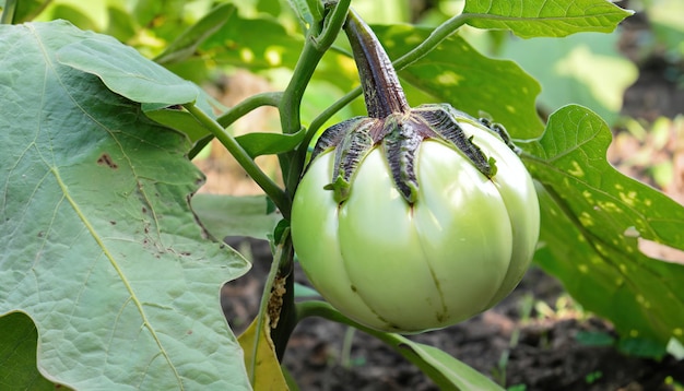 Albero vegetale melanzana verde rotondo nel giardino