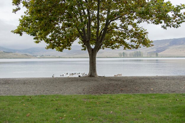 Albero verde accanto al lago con sfondo di montagna nel parco