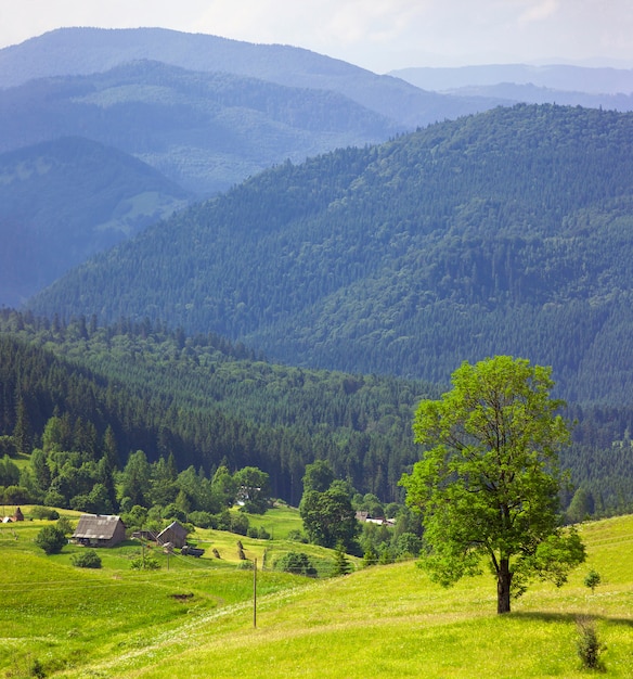 Albero verde che sta nelle case blu dei pastori e delle montagne sul pascolo verde