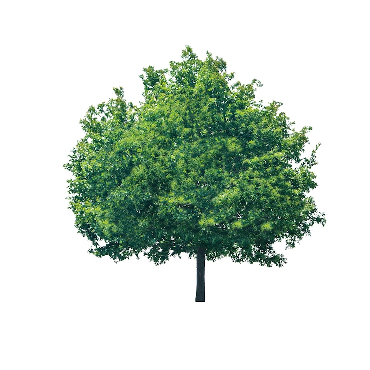 Albero verde con foglie isolate su sfondo bianco