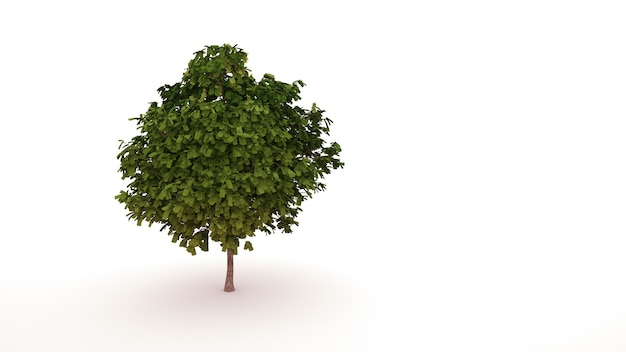 Albero verde con foglie sotto forma di denaro, pianta. Elemento di design grafico isolato su sfondo bianco, paesaggio. Illustrazione 3D.