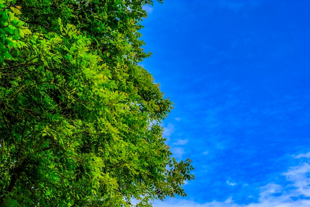 Albero verde contro con cielo blu chiaro che può fare emozione freschezza