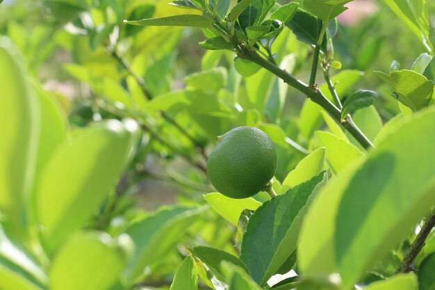 Albero verde dei limoni nel giardino con luce del giorno.