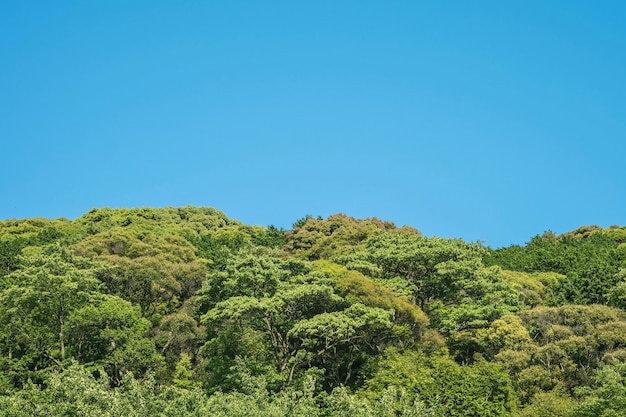 Albero verde del primo piano sulla priorità bassa del cielo blu