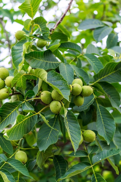 Albero verde di wallnuts Noci organiche che crescono sul ramo