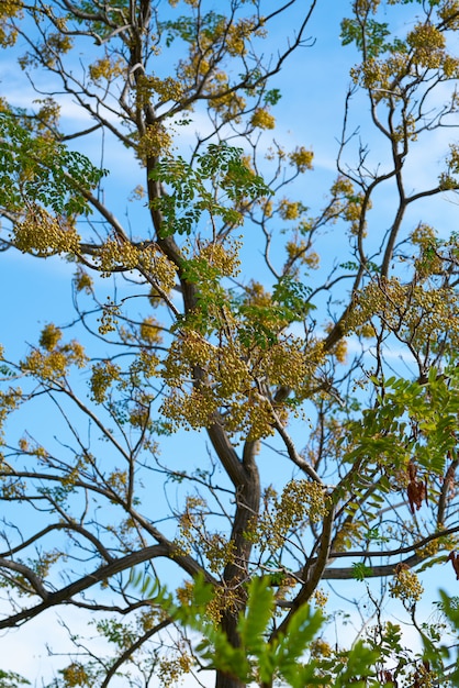 Albero verde e cielo blu