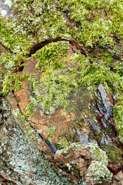 Albero verde e muschio con ambiente e natura paesaggio forestale con alghe di corteccia ed ecologia Crescita del legno dal tronco dell'albero e terra naturale e struttura del primo piano eco e crescita della vegetazione zoom