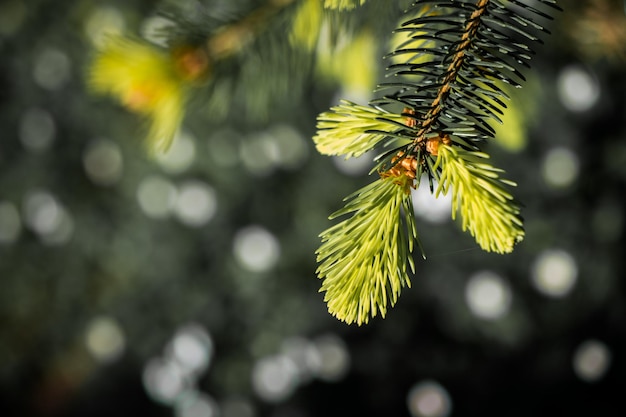 Albero verde foglie come sfondo