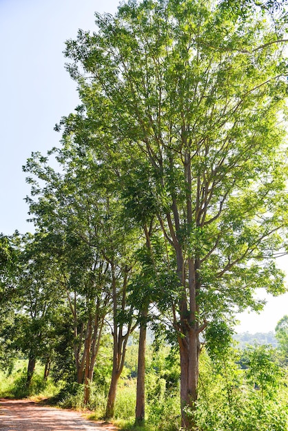 Albero verde fresco foglie di neem pianta che cresce in natura per cibo ed erbe, Azadirachta indica, albero di Neem