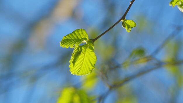 Albero verde fresco stagione primaverile o estiva sfondo astratto della natura con cielo blu sullo sfondo