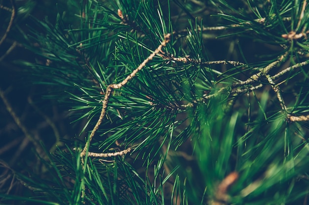 Albero verde in condizioni di scarsa luminosità.