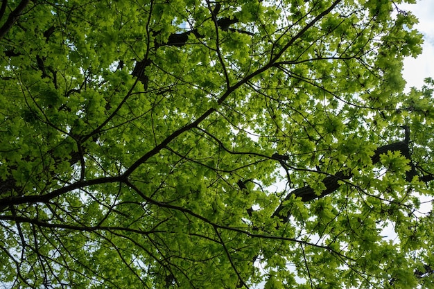 Albero verde in una foresta