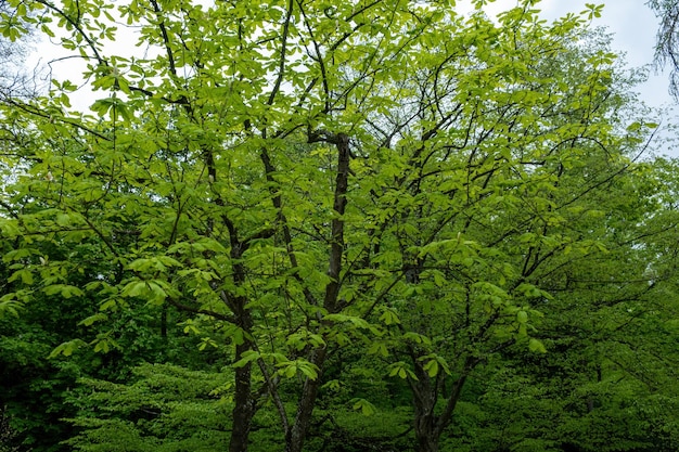 Albero verde in una foresta