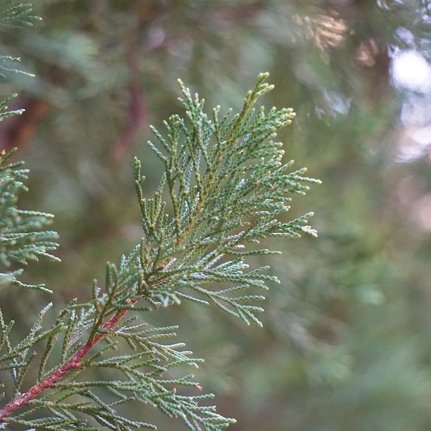 albero verde lascia rami nella natura