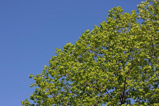 Albero verde lascia su bianco nel cielo limpido del giardinoAria fresca con natura e ozono