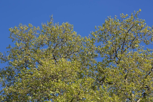Albero verde lascia su bianco nel cielo limpido del giardinoAria fresca con natura e ozono