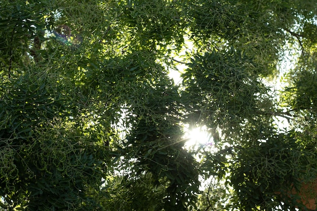 Albero verde lascia sullo sfondo del cielo con i raggi del sole Raggio di sole attraverso gli alberi Natura e foresta