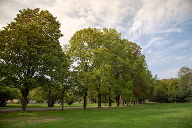 Albero verde nel parco della città.