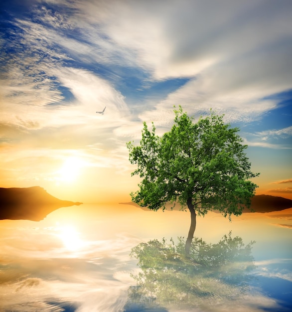 Albero verde nell'oceano al tramonto