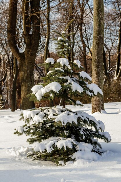 Albero verde nella neve in tempo soleggiato