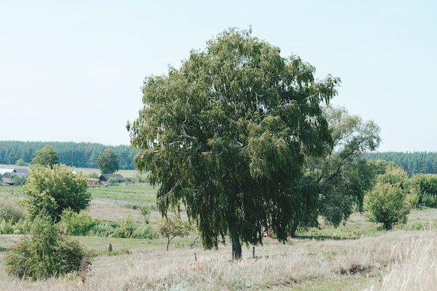 Albero verde solitario nel prato