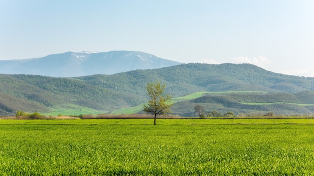 Albero verde solitario sul campo di fattoria