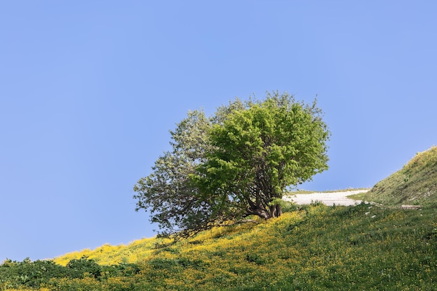 Albero verde solitario vicino al sentiero turistico sul pendio dei prati primaverili alpini contro un cielo blu chiaro