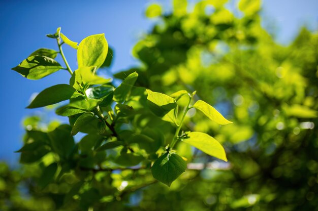 Albero verde sotto il cielo blu