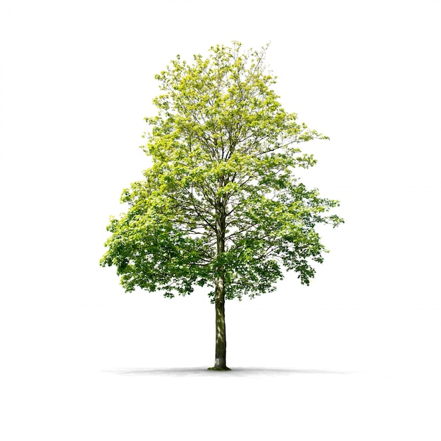 Albero verde su bianco