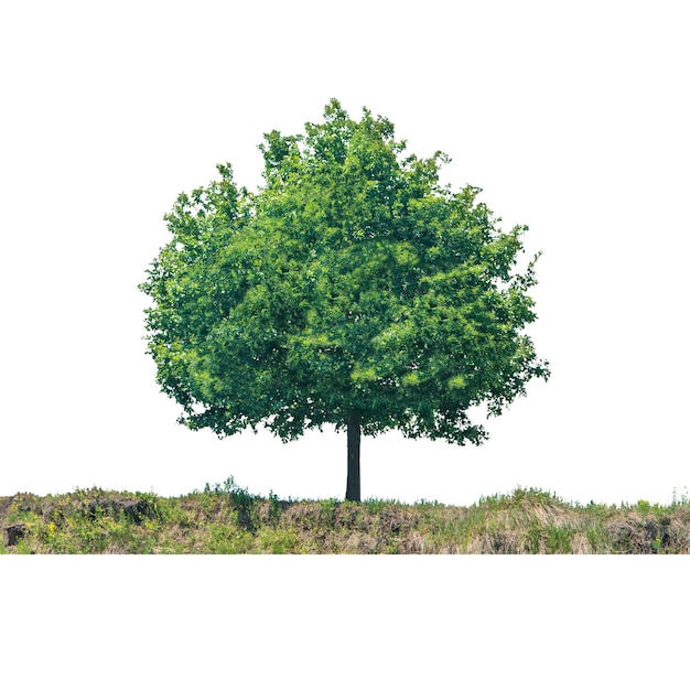 Albero verde sulla terra con erba e terra isolata su fondo bianco