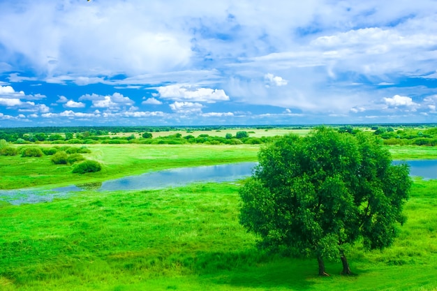 Albero verde vicino al fiume