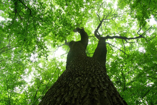 albero verde