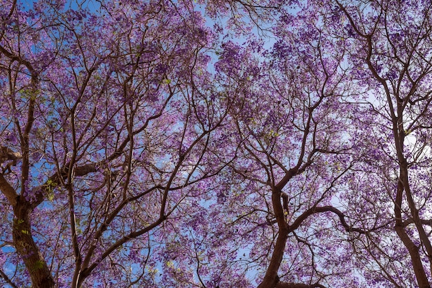 Albero viola per lo più sfocato sullo sfondo del cielo blu Fiori esotici viola o viola di Jacaranda blu o poui nero Albero in fiore senza foglie solo fiori sui rami Carta da parati della natura estiva