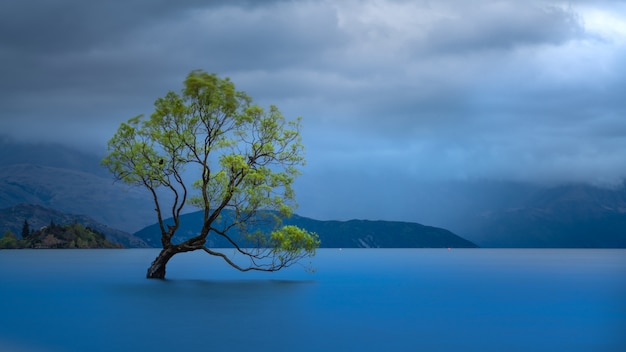 Albero Wanaka Con Vista Sul Lago Mountain