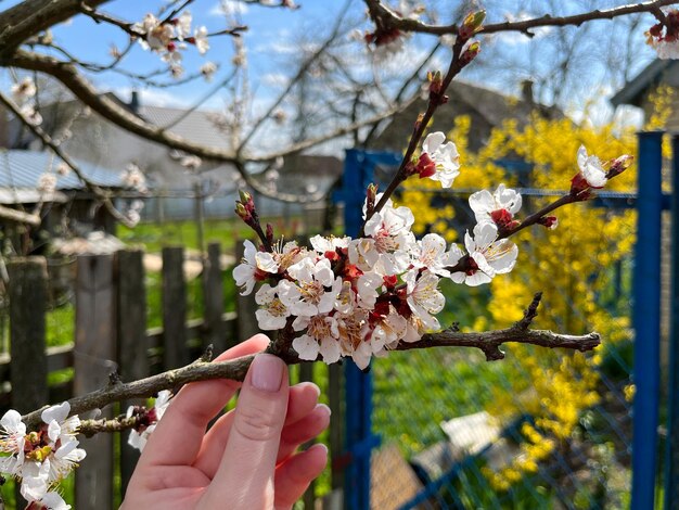 Albicocca comune latino Prunus armeniaca