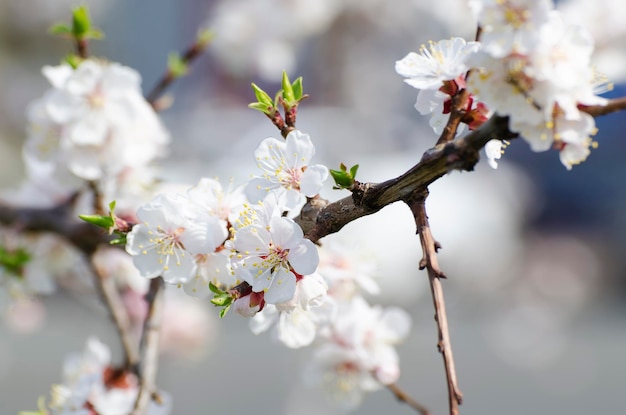 Albicocca fiore stagionale floreale natura sfondo profondità di campo