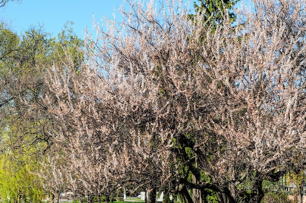 Albicocca in fiore in giardino all'inizio della primavera