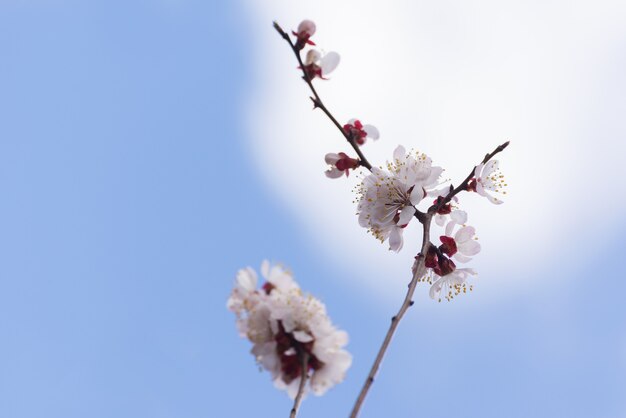 Albicocca in fiore nel giardino bellissimo sfondo stagionale primaverile buono per biglietti di auguri matrimonio i...