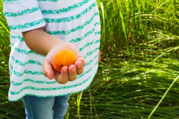 Albicocca matura nelle mani di un bambino