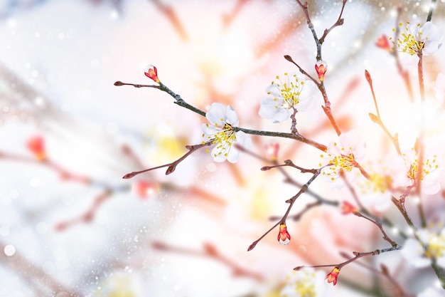 Albicocca sbocciante del ramo Fiori primaverili colorati luminosi