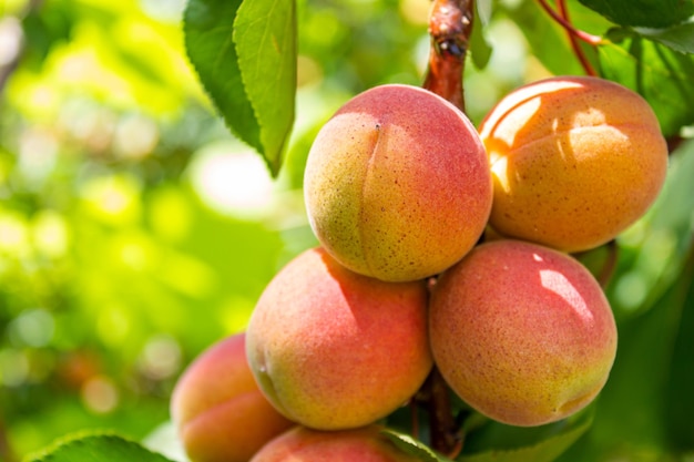 Albicocche appese ai rami degli alberi. Concetto di agricoltura e raccolta.